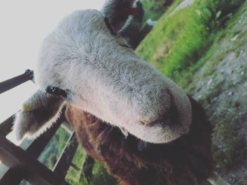 Herdwick Sheep