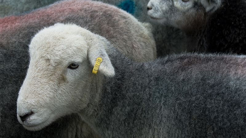 Harrow & Smith Herdwick wool