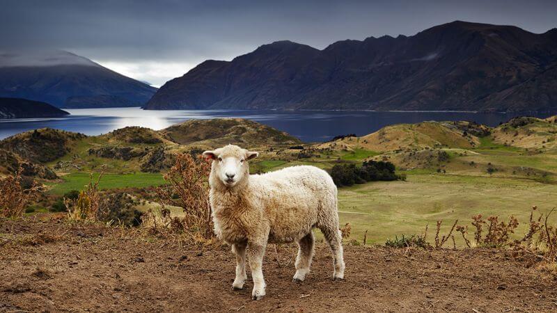 Harrow & Smith Woolly Sheep