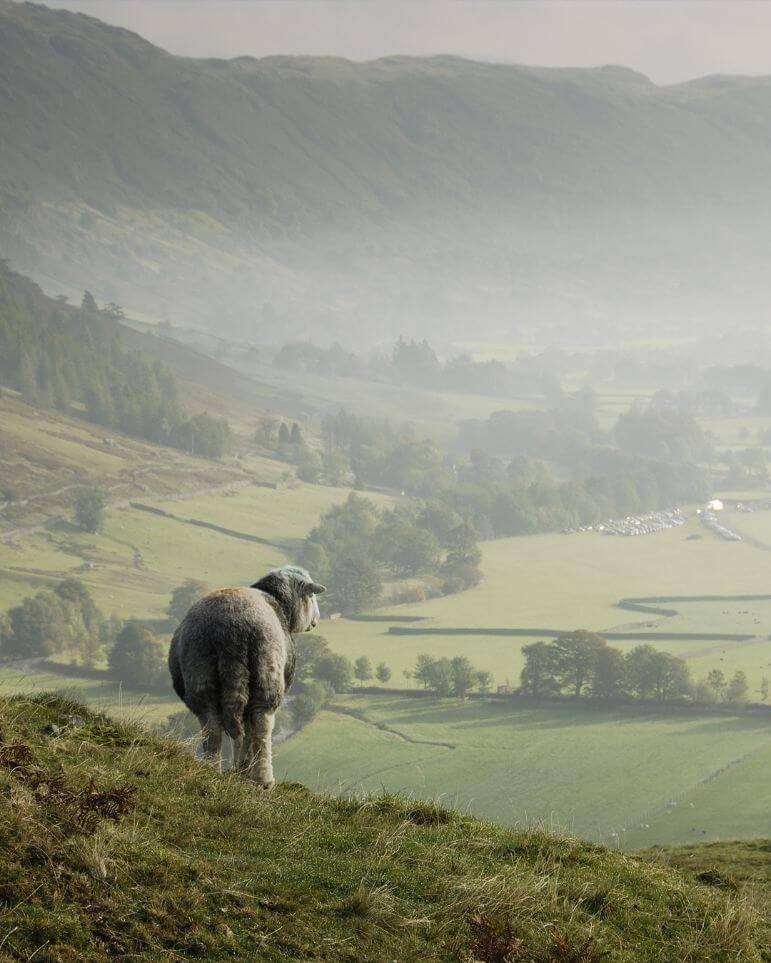 Harrow & Smith Lakeland Sheep